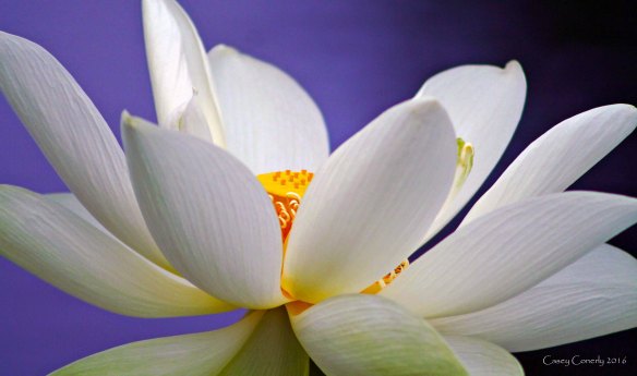 white-lotus-signed-1116