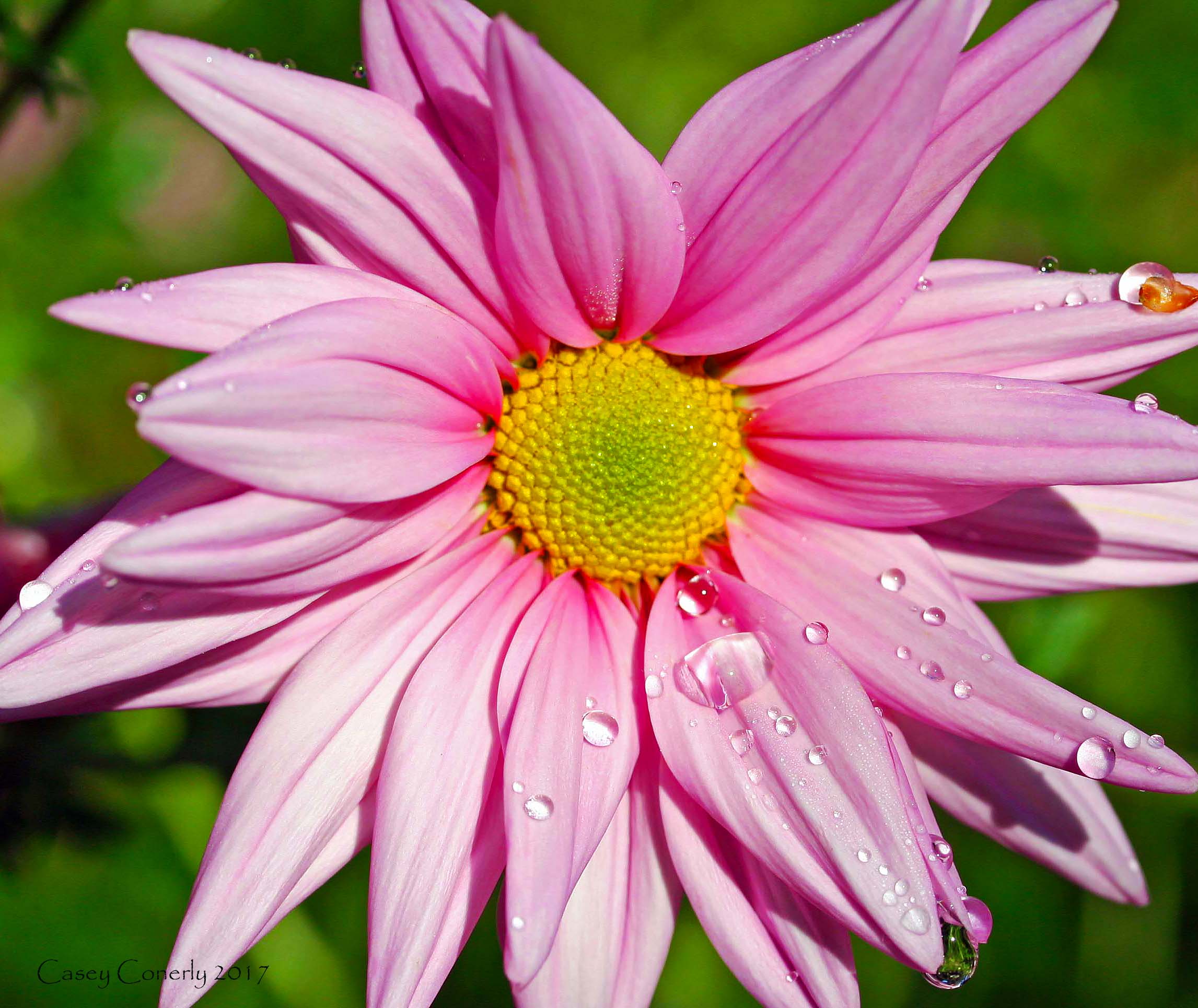 pink-aster-3-signed