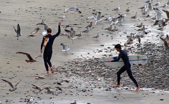 Surfers chasing seagulls